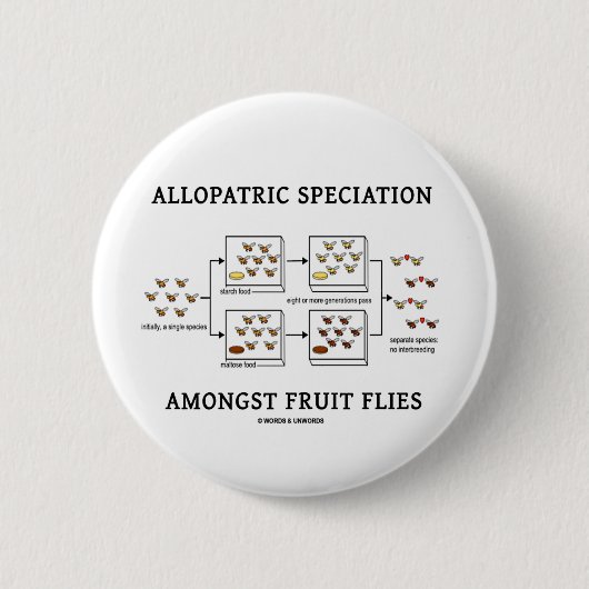 Allopatric Speciation unter Frucht-Fliegen Button (Vorderseite)