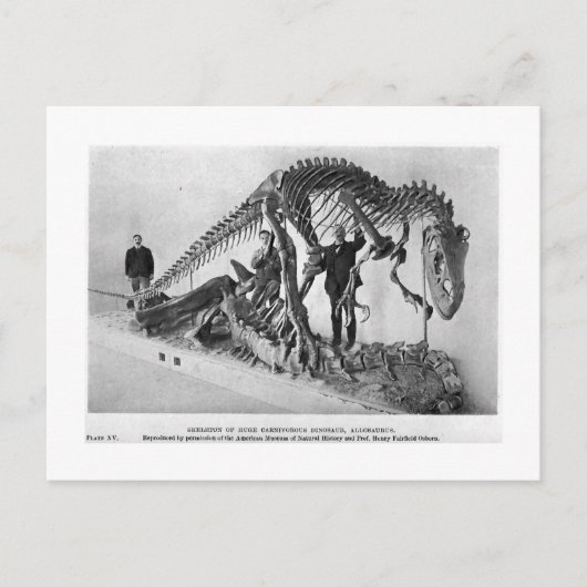 Allosaurus skelettartige Postkarte (Vorderseite)