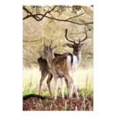 allow Deer of the English Estate Fotodruck (Vorne)