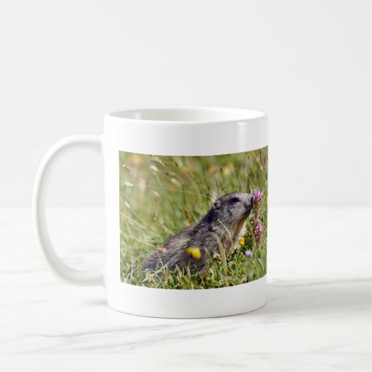 Almmarmot bei Blume Kaffeetasse (Links)