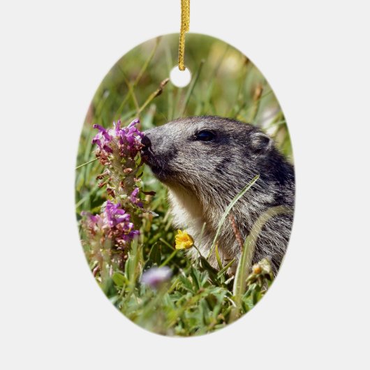Almmarmot bei Blume Keramik Ornament (Vorne)
