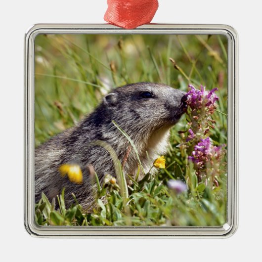 Almmarmot bei Blume Ornament Aus Metall (Vorne)