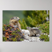 Almmarmot und sein junges poster (Vorne)