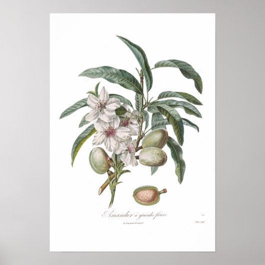 Almond,Amandier a grandes fleurs Poster (Vorne)