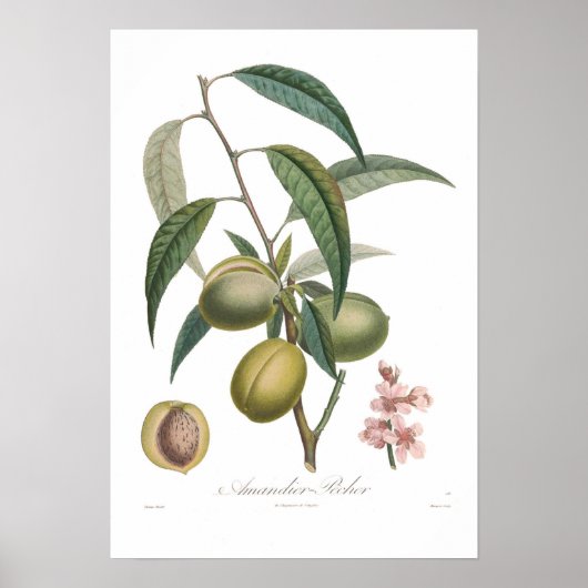 Almond, Amandier-Pecher Poster (Vorne)