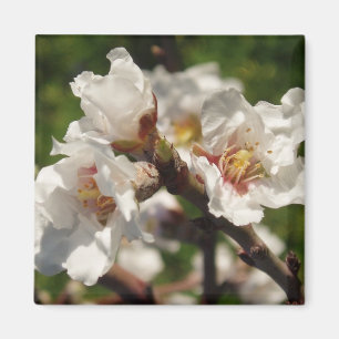 Almond Bloosom Magnet