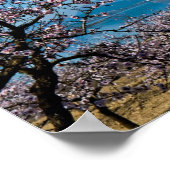 Almond Blossom 3 Poster (Ecke)