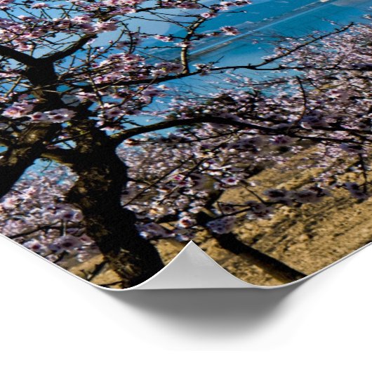 Almond Blossom 3 Poster (Ecke)