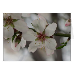 Almond Blossom - Jeder Fall