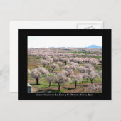 Almond blossom postcard - Chirivel, Spanien Postkarte (Vorne/Hinten)