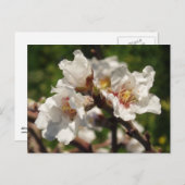 Almond Blossom Postcard Postkarte (Vorne/Hinten)