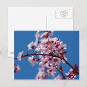 Almond Blossom Postkarte (Vorne/Hinten)