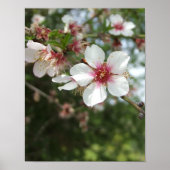 Almond Blossom Spring Blume Poster (Vorne)