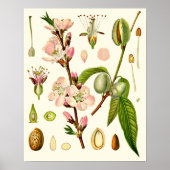 Almond Blossoms Poster (Vorne)
