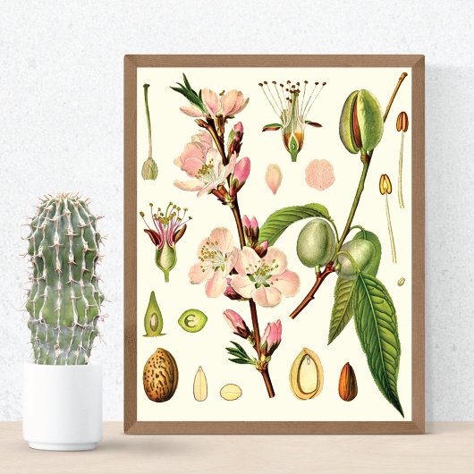 Almond Blossoms Poster