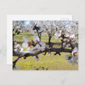 Almond Blossoms Postkarte (Vorne/Hinten)