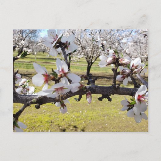 Almond Blossoms Postkarte (Vorderseite)