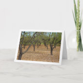 Almond Orchard Landschaft Karte (Vorderseite)