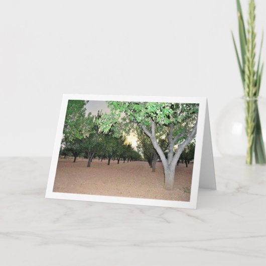 Almond Orchard, Valencia, Spanien Karte (Vorderseite)