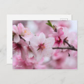 Almond [Postcard] Postkarte (Vorne/Hinten)