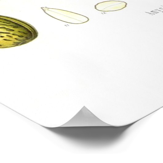 Almond Poster (Ecke)