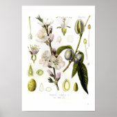 Almond Poster (Vorne)