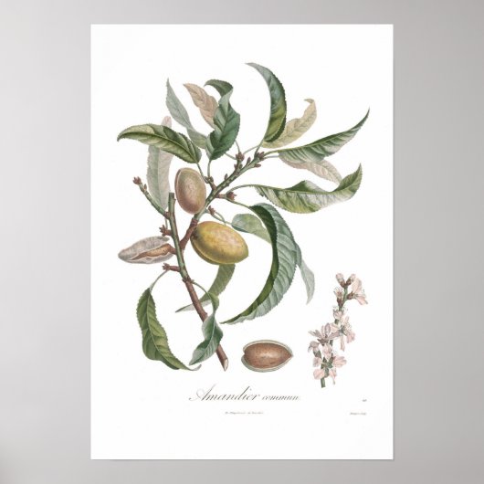 Almond Poster (Vorne)