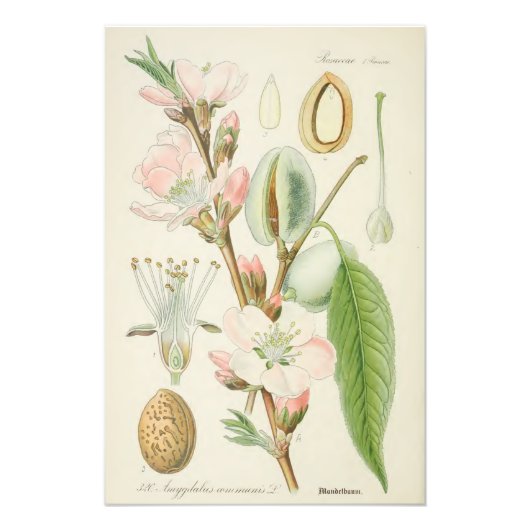 Almond Tree, Amygdalus communis, Fotodruck (Vorne)