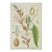 Almond Tree, Amygdalus communis, Poster (Vorderseite)