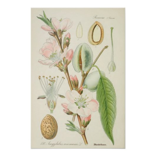 Almond Tree, Amygdalus communis, Poster (Vorderseite)