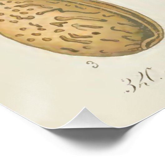 Almond Tree, Amygdalus communis, Poster (Ecke)