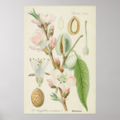 Almond Tree, Amygdalus communis, Poster (Vorne)