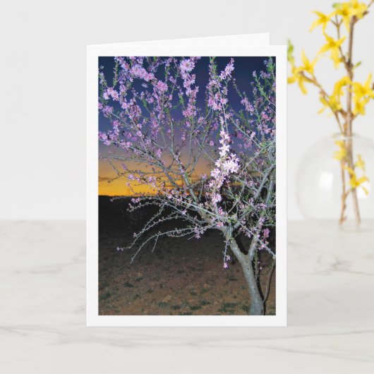 Almond Tree at Night Karte (Gelbe Blume)