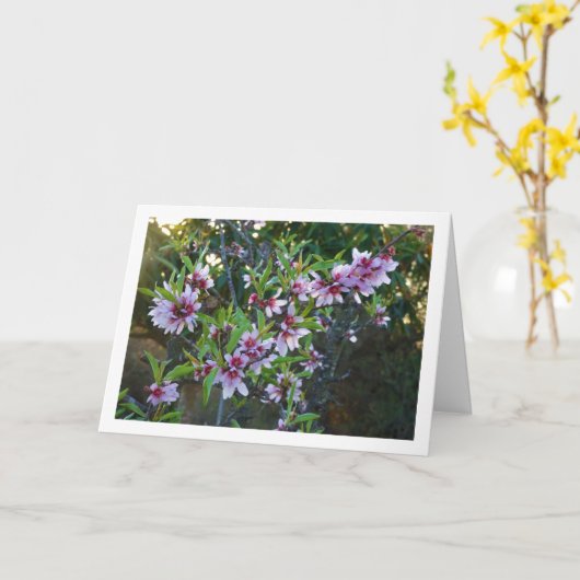 Almond Tree Blossom Karte (Gelbe Blume)