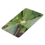 Almond Tree Closeup Magnet (Linke Seite)