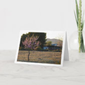 Almond Tree im Orchard Karte (Vorderseite)