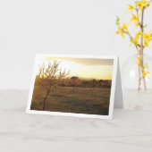 Almond Tree Orchard im Frühjahr Karte (Gelbe Blume)