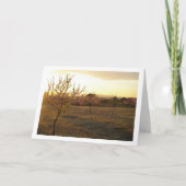 Almond Tree Orchard im Frühjahr Karte (Vorderseite)