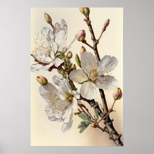 Almons Blossoms Blume Art Print Poster