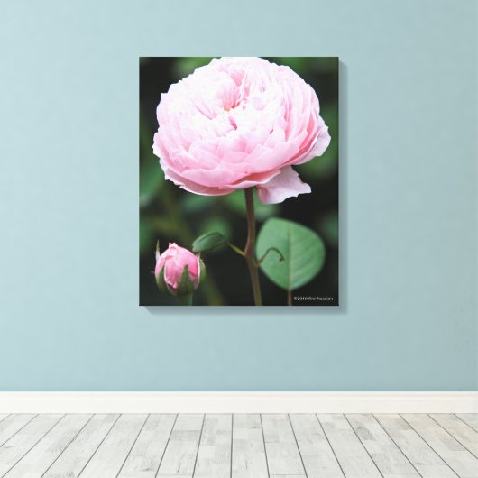 Alnwick Castle Rose Leinwanddruck (Insitu (Holzboden))