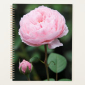 Alnwick Castle Rose Planer (Vorderseite)