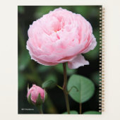 Alnwick Castle Rose Planer (Rückseite)