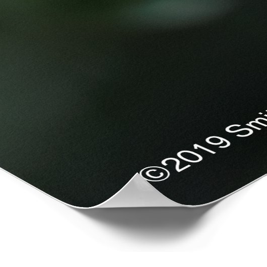 Alnwick Castle Rose Poster (Ecke)