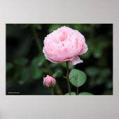Alnwick Castle Rose Poster (Vorne)