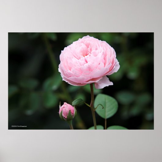 Alnwick Castle Rose Poster (Vorne)