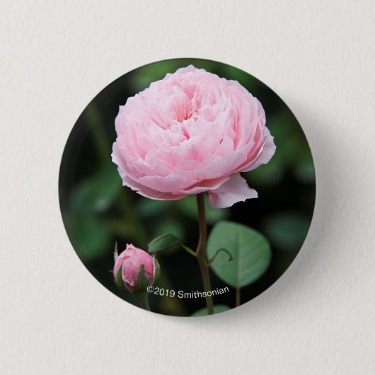 Alnwick-Schloss-Rose Button (Vorderseite)