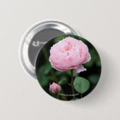 Alnwick-Schloss-Rose Button (Vorne & Hinten)