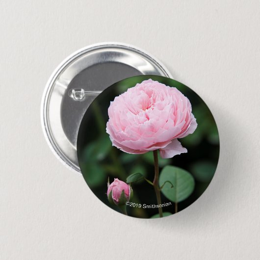 Alnwick-Schloss-Rose Button (Vorne & Hinten)