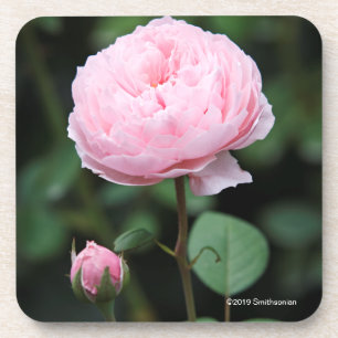 Alnwick-Schloss-Rose Getränkeuntersetzer