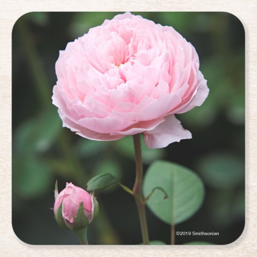 Alnwick-Schloss-Rose Rechteckiger Pappuntersetzer (Vorderseite)